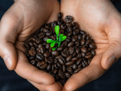 Albert Heijn gaat eerlijk koffiemerk Moyee Fairchain verkopen