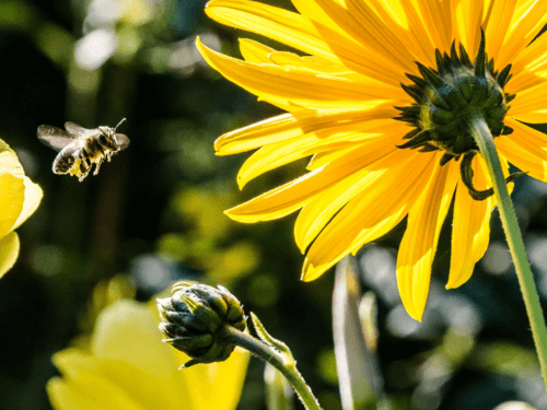 Nieuwe missie van de Bijenkorf: de toekomst is groen