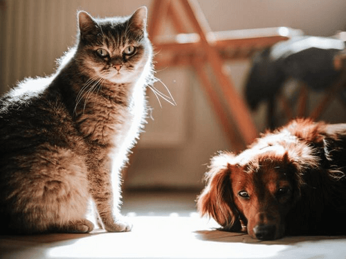 Purina begint contentserie genaamd 'PET talks' over huisdieren